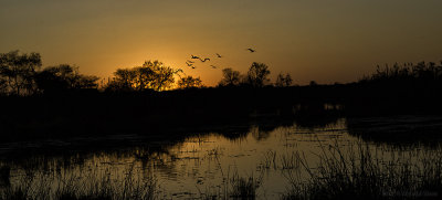Orange sunrise with birds