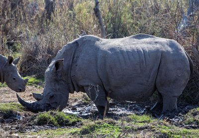 Rhino mom and baby 