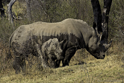 Rhino mom and baby post mud bath 