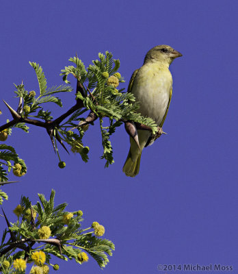 Southern masked weaver