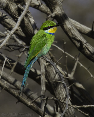 Swallow Tailed Bee Eater