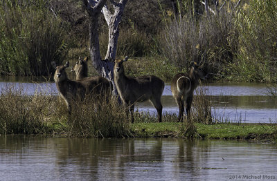 Waterbucks 