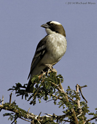 White Browed Sparrow Weaver 