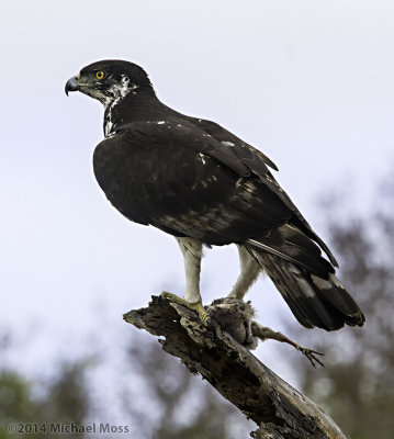 African Hawk Eagle 