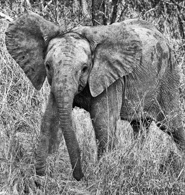 Baby Elephant