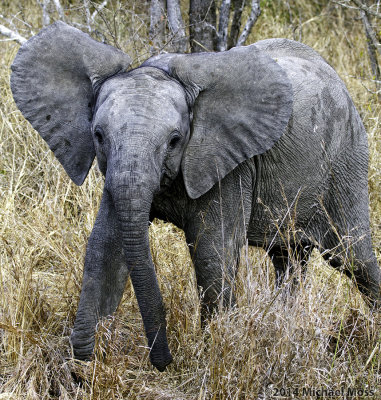 Baby Elephant 