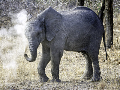 Baby Elephant dust bath 