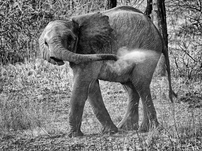 Baby Elephant dust bath