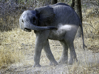 Baby Elephant dust bath