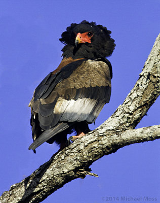 Bateleur Eagle 