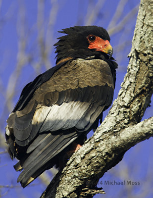 Bateleur Eagle -Female