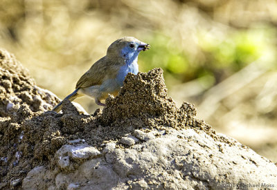 Blue Waxbill 