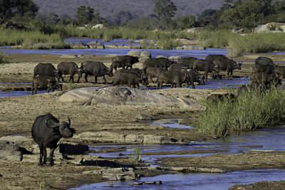 Buffalos crossing 