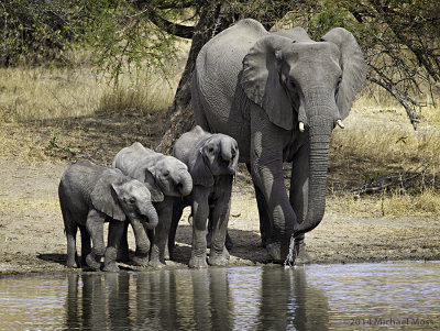 Elephant Mom and 3 babies