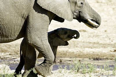 Elephant and baby 
