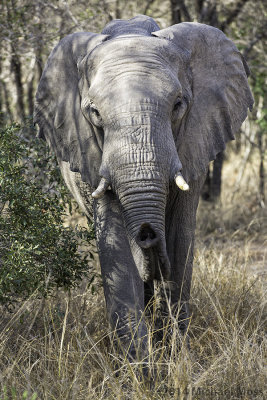 Elephant curious 