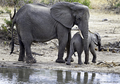 Elephant mom and baby at water 