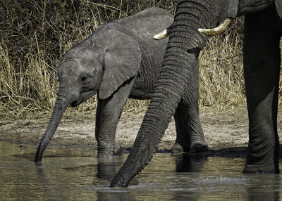 Elephant mom and baby drinking