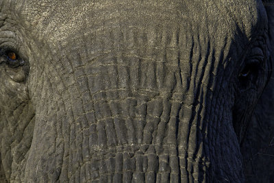 Elephant ultra close up 