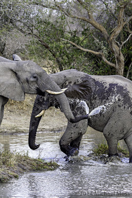 Elephants water spray 