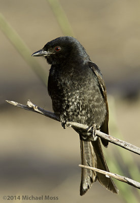 Fork tailed drongo
