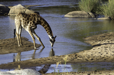 Giraffe drinking in Sabie River