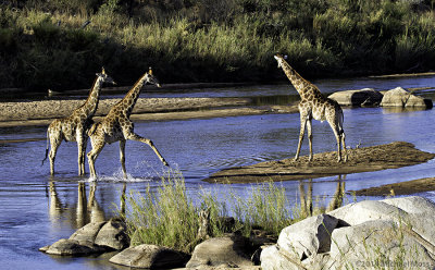 Giraffes in river