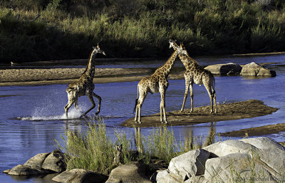 Giraffes in river