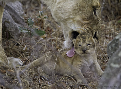 Lion Cub