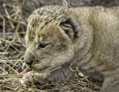 Lion Cub