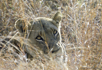 Lioness behind bush 