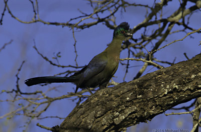 Purple crested turaco 