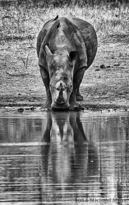 Rhino Reflection 