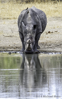 Rhino Reflection