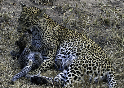 Schotia cub and mom playing