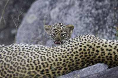 Schotia female with cub