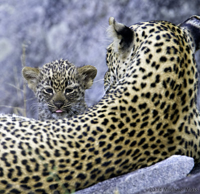 Schotia female with cub