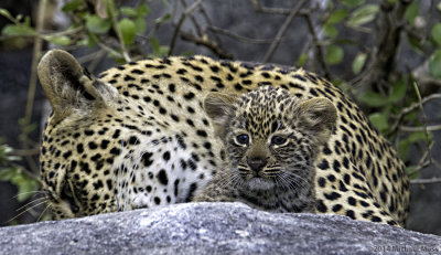 Schotia female with cub