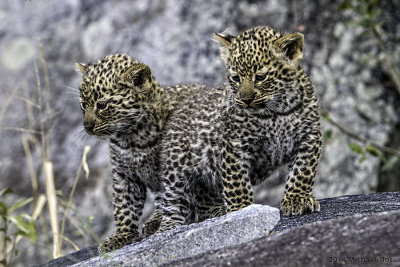 Schotia female's cubs 