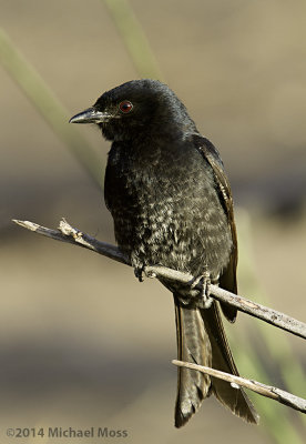 Fork tailed drongo 