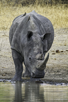 Rhino at water 