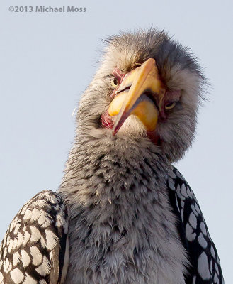 Yellow Billed Hornbill 