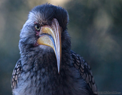 Yellowbilled hornbill