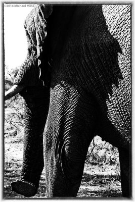 Elephant close up 