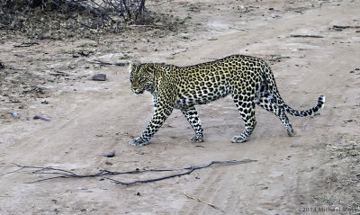 Leopard Female 