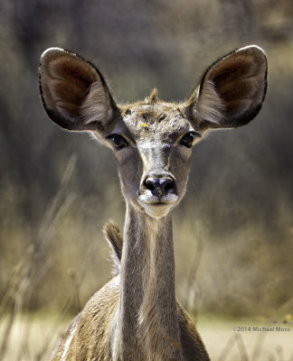 Kudu female 