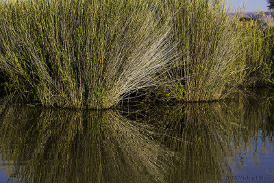 Reeds