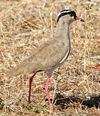 Crowned lapwing 