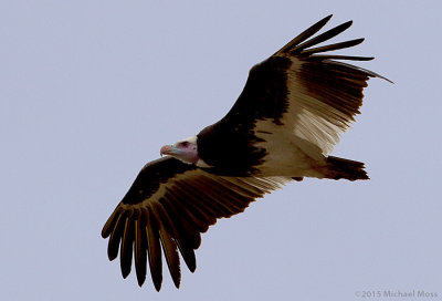 White Headed Vulture 