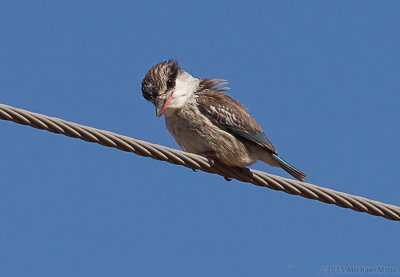 Striped Kingfisher